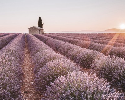 Lavanda ao por do sol